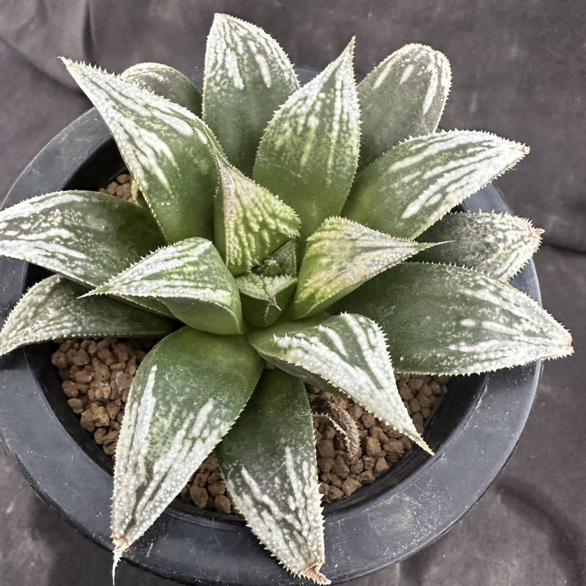 ★サボテン・多肉植物★905★ハオルシア ブーメランBig実生　Haworthia　mirabilis v.badia hyb.★ハオルチア _画像1