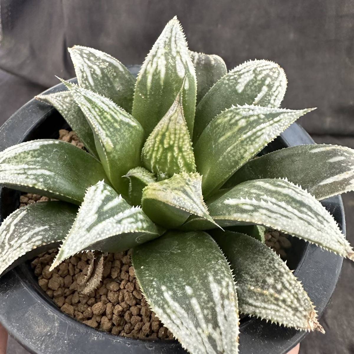 ★サボテン・多肉植物★905★ハオルシア ブーメランBig実生　Haworthia　mirabilis v.badia hyb.★ハオルチア _画像8