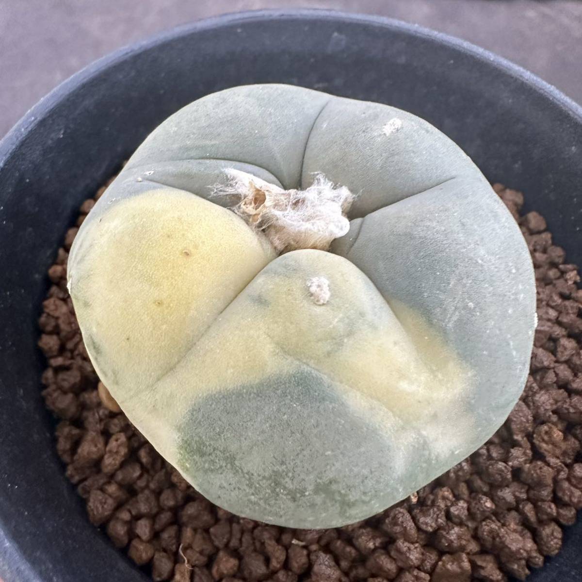 ★サボテン・多肉植物★912★ロホホラ　デフーサ錦　Lophophora　deffusa varieg.★_画像4