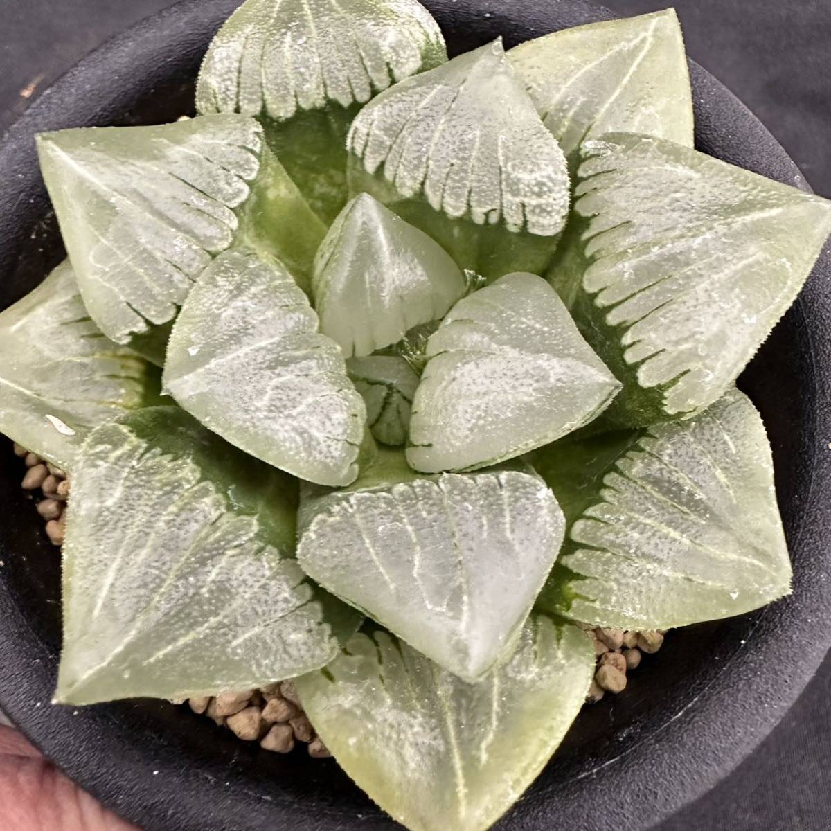 ★サボテン・多肉植物★800★ハオルシア　福般若　 Haworthia comptoniana hyb.★ハオルチア _画像5