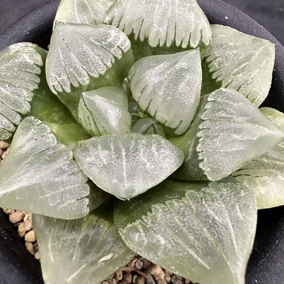 ★サボテン・多肉植物★800★ハオルシア　福般若　 Haworthia comptoniana hyb.★ハオルチア _画像6