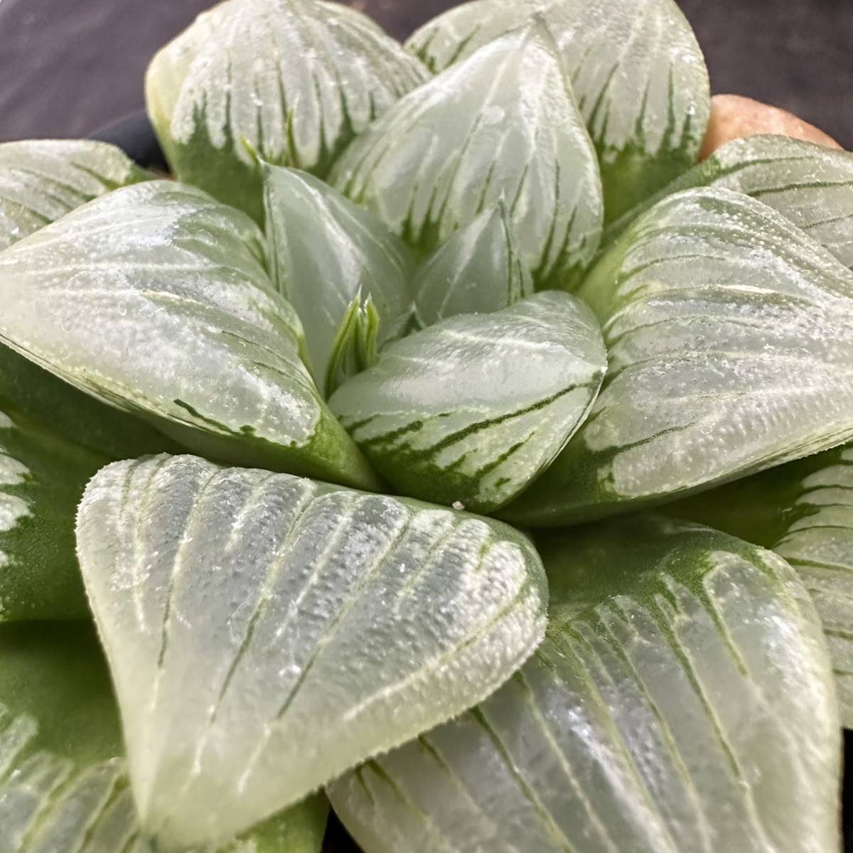 ★サボテン・多肉植物★840 ★ハオルシア　福般若　 Haworthia comptoniana hyb.★ハオルチア _画像3