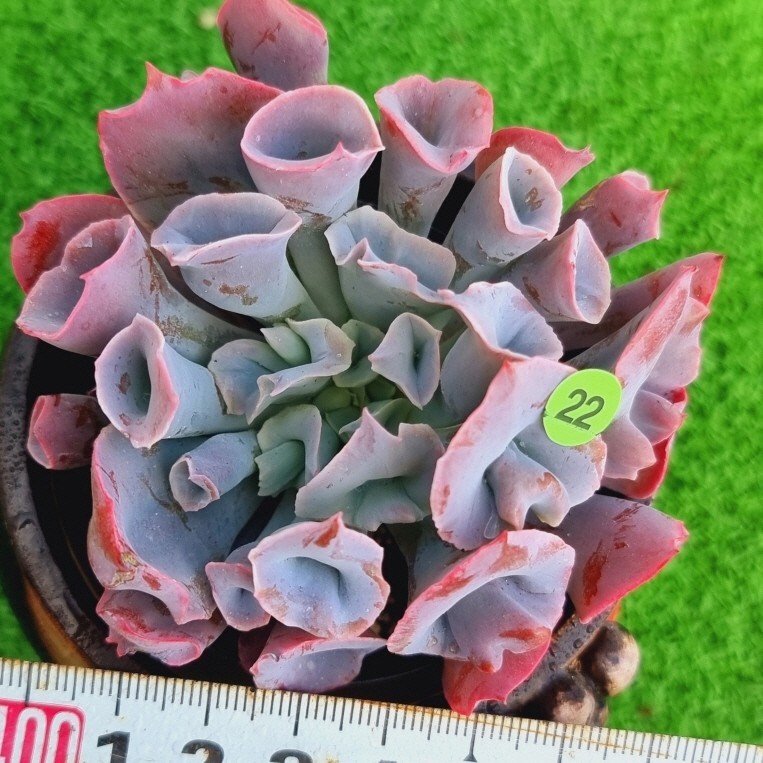 0220-YG122 トランペットピンキ エケベリア 多肉植物 韓国苗_画像1