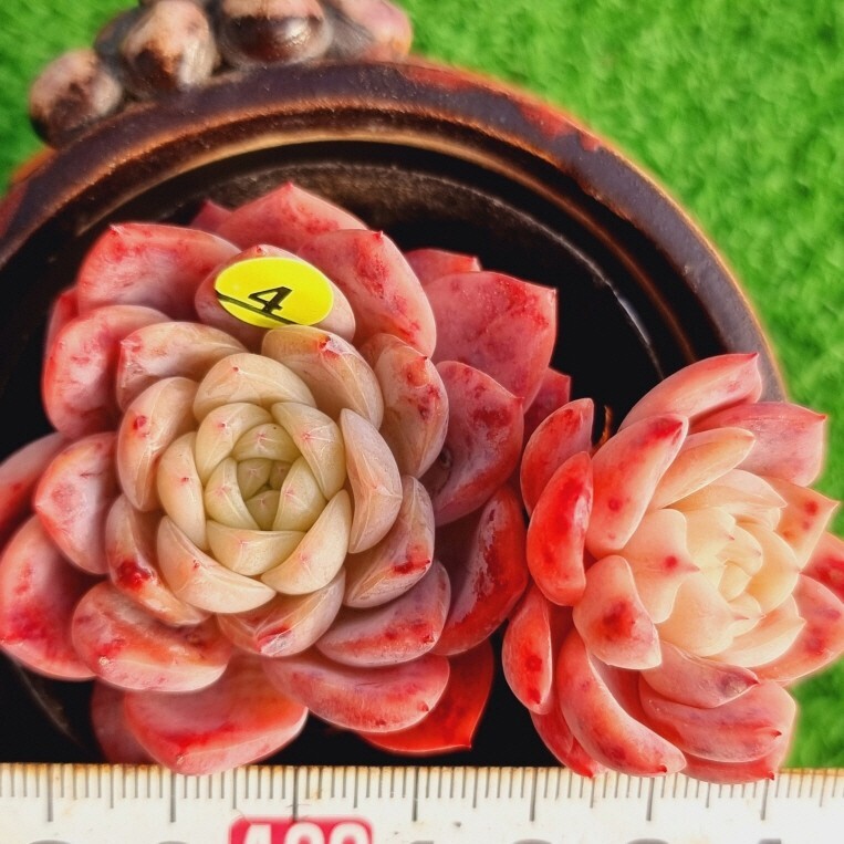 0223-Y504 レッドモンロー交配 エケベリア 多肉植物 韓国苗_画像1