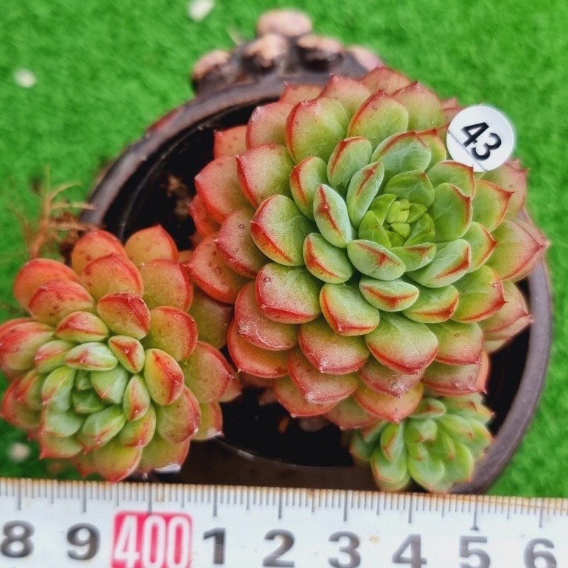 0203-W443 レッドミニマ エケベリア 多肉植物 韓国苗_画像1