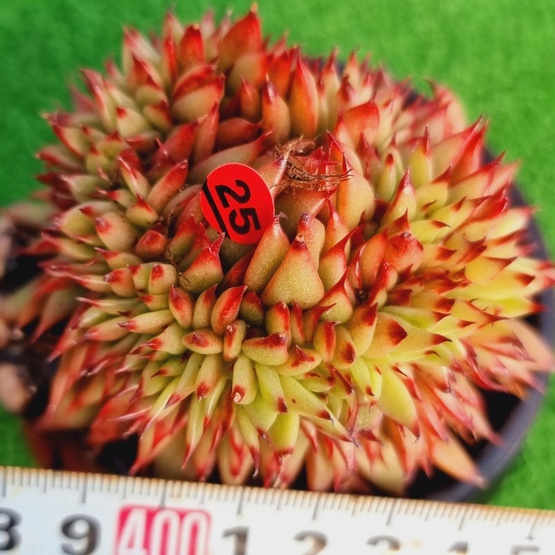 0206-R125 チャレンジストーリー エケベリア 多肉植物 韓国苗_画像1