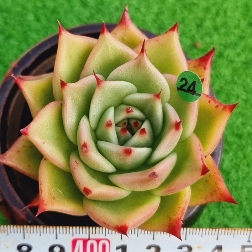 0213-G124 トネイド エケベリア 多肉植物 韓国苗_画像1