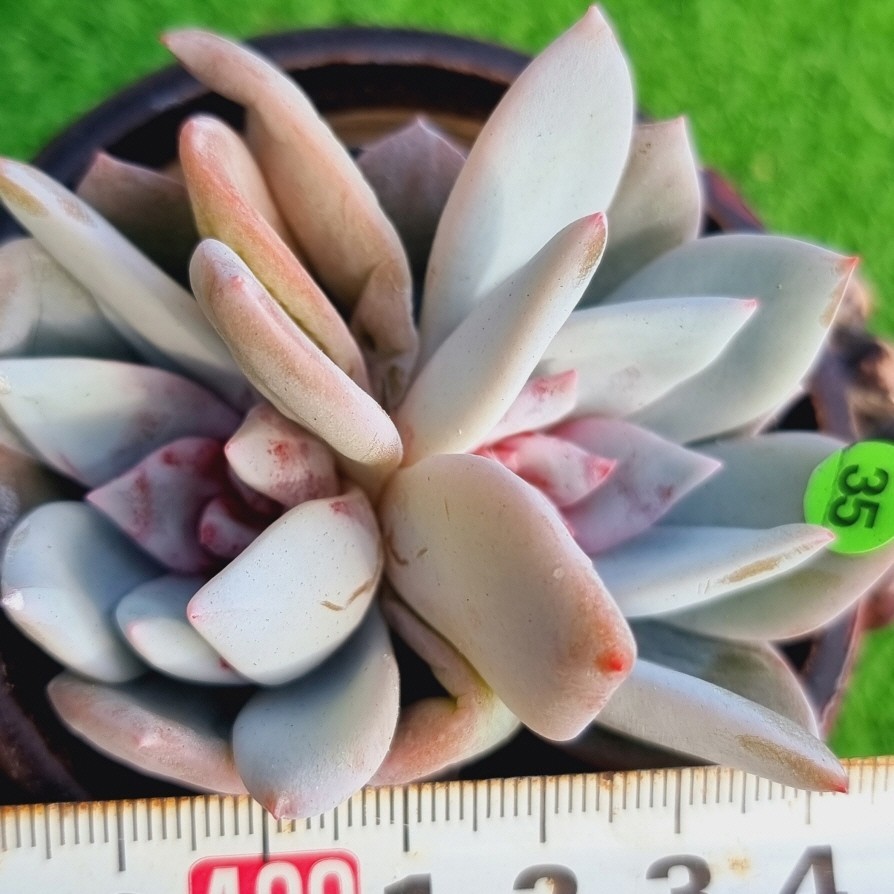 0215-YG335 象牙スペシャル エケベリア 多肉植物 韓国苗_画像1