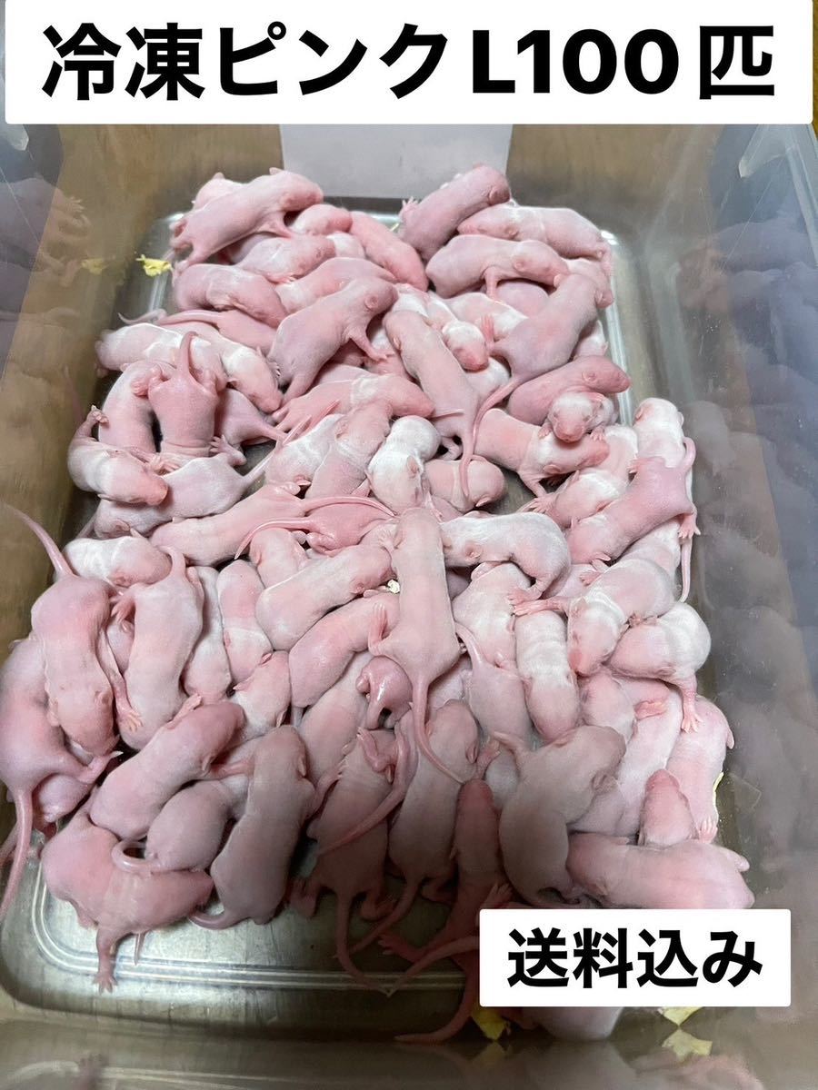 週末特価国産冷凍ピンクマウスL.100匹　北海道、沖縄県及び離島発送追加料金_画像1
