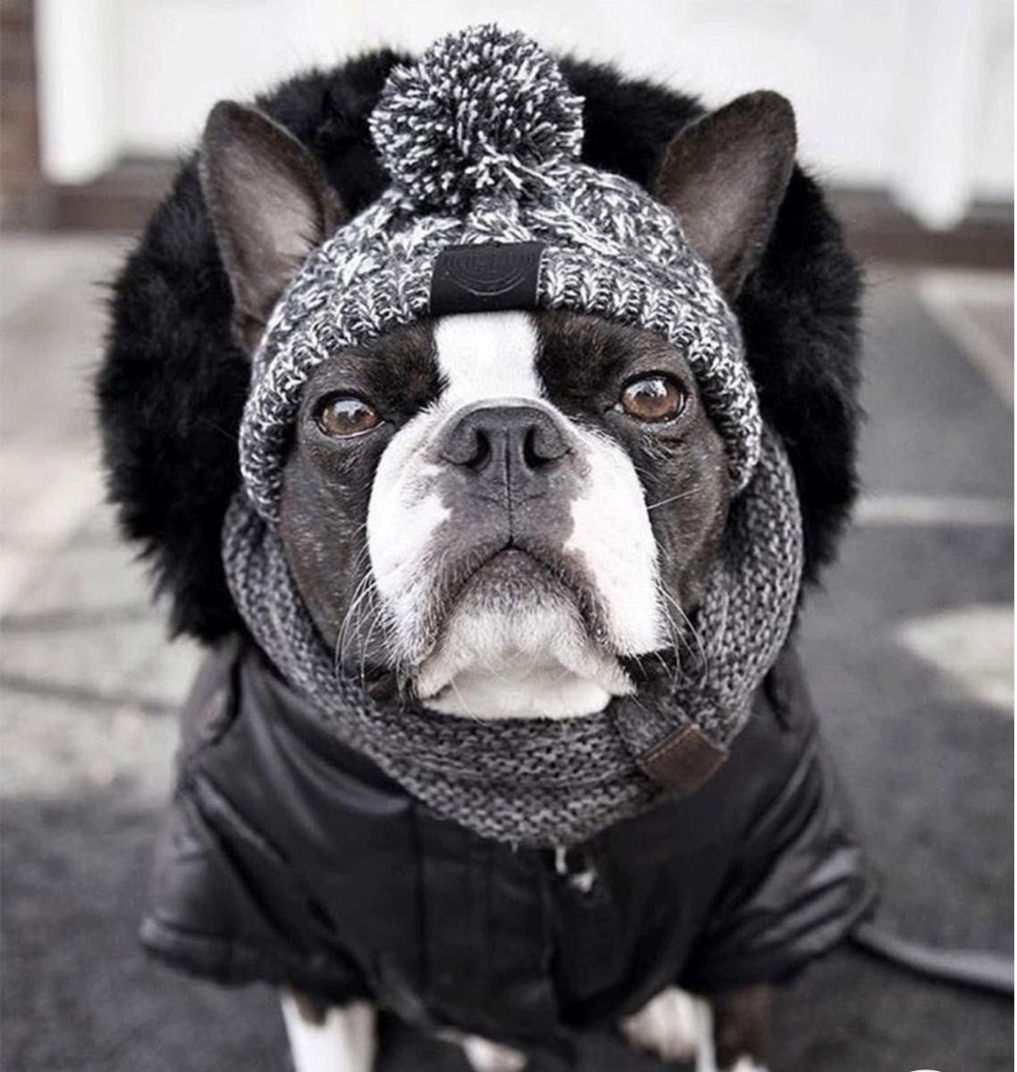 犬猫　犬服　猫服　ニット帽　Mサイズ　ニットキャップ　暖か　ふかふか　寒さ対策　ペット帽子　誕生日　プレゼント　アウトドア　災害