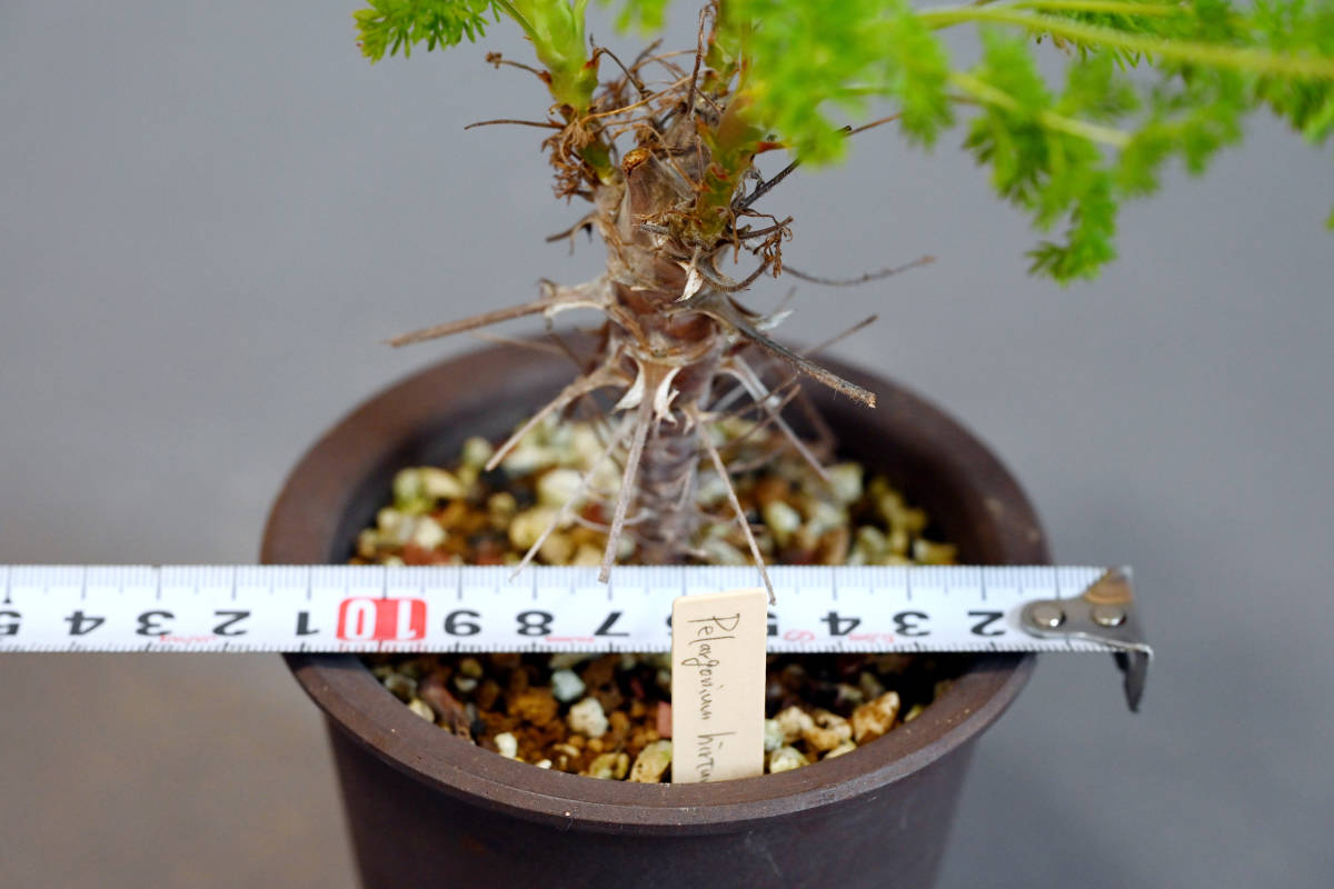 Pelargonium hirtum ペラルゴニウム・ヒルツム_画像4