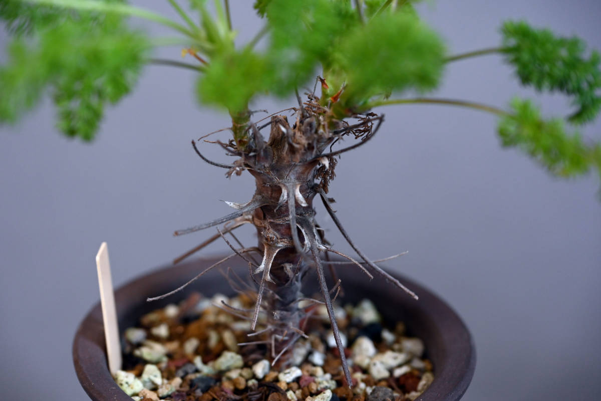 Pelargonium hirtum ペラルゴニウム・ヒルツム_画像6