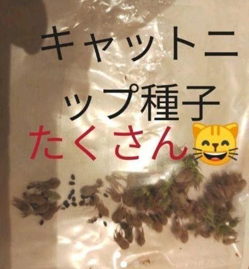 キャットニップ 種子 タネ 無農薬