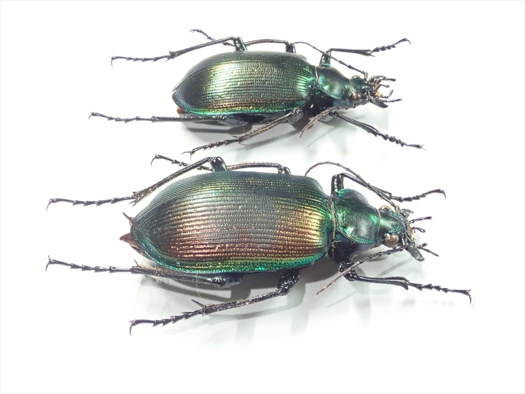 /Vl** モル島産 Calosoma oceanicum klynestrai ♂25.7mm♀28.5mm_画像7