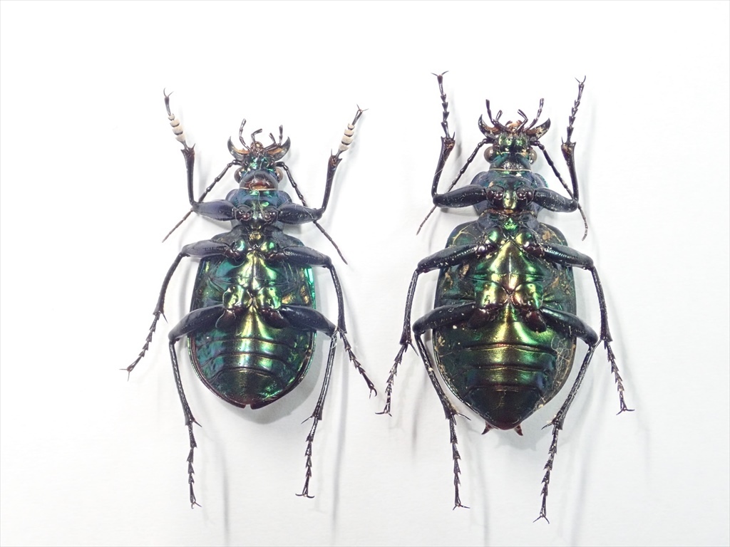 /Vl** モル島産 Calosoma oceanicum klynestrai ♂25.7mm♀28.5mm_画像9