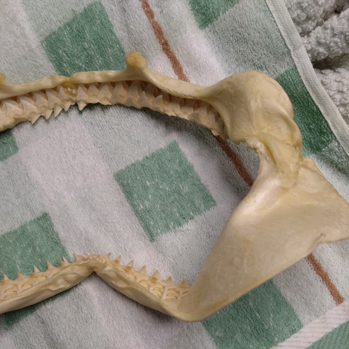 鮫の歯 標本 サメ 歯 骨格標本 顎 剥製 _画像9
