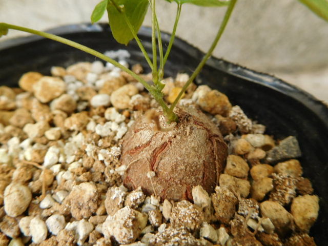 希少 アフリカ亀甲竜　実生苗 美株 Dioscorea elephantipes 塊根植物 多肉植物_画像3