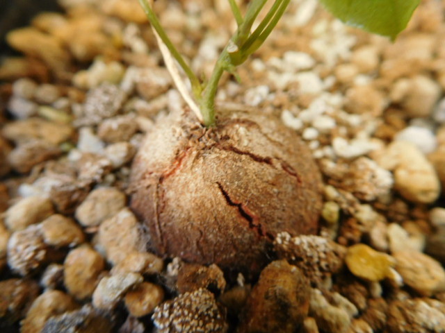 希少 アフリカ亀甲竜　実生苗 美株 Dioscorea elephantipes 塊根植物 多肉植物_画像4