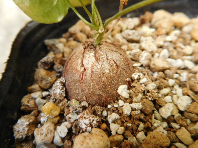 希少 アフリカ亀甲竜　実生苗 美株 Dioscorea elephantipes 塊根植物 多肉植物_画像5