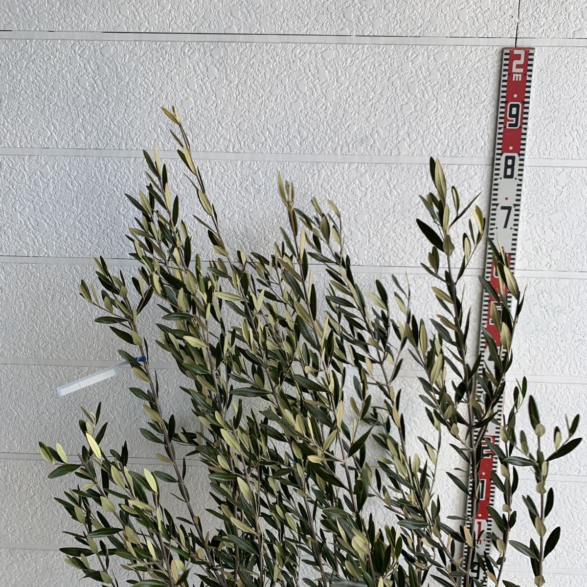  large stock olive approximately 170cm [ root volume symbol tree ] 048217