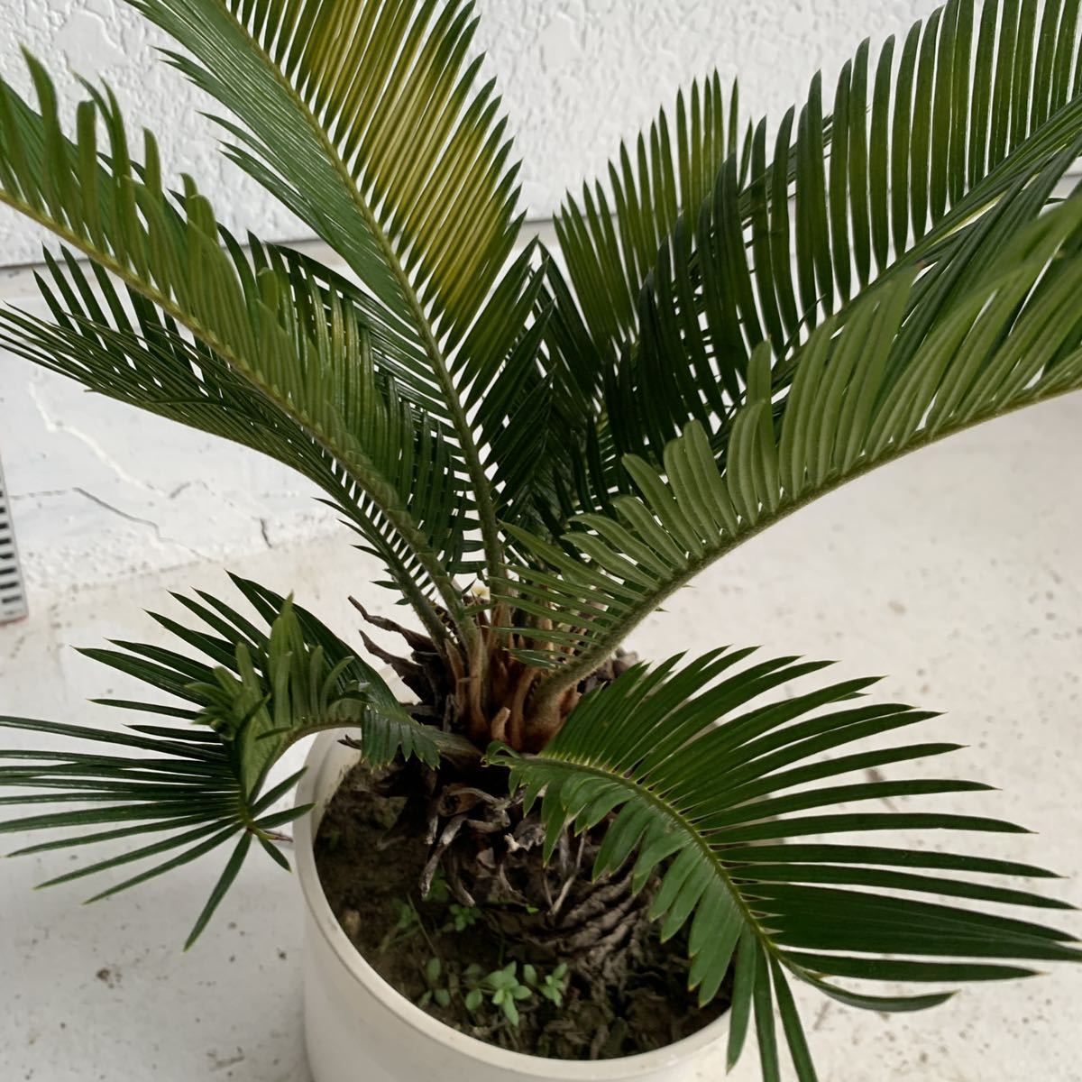  cycad approximately :30cm [sago palm/. iron /.../ cocos nucifera. tree / garden tree / celebration /. futoshi / Nankoku manner / Driger ten/ dracaena ]243075