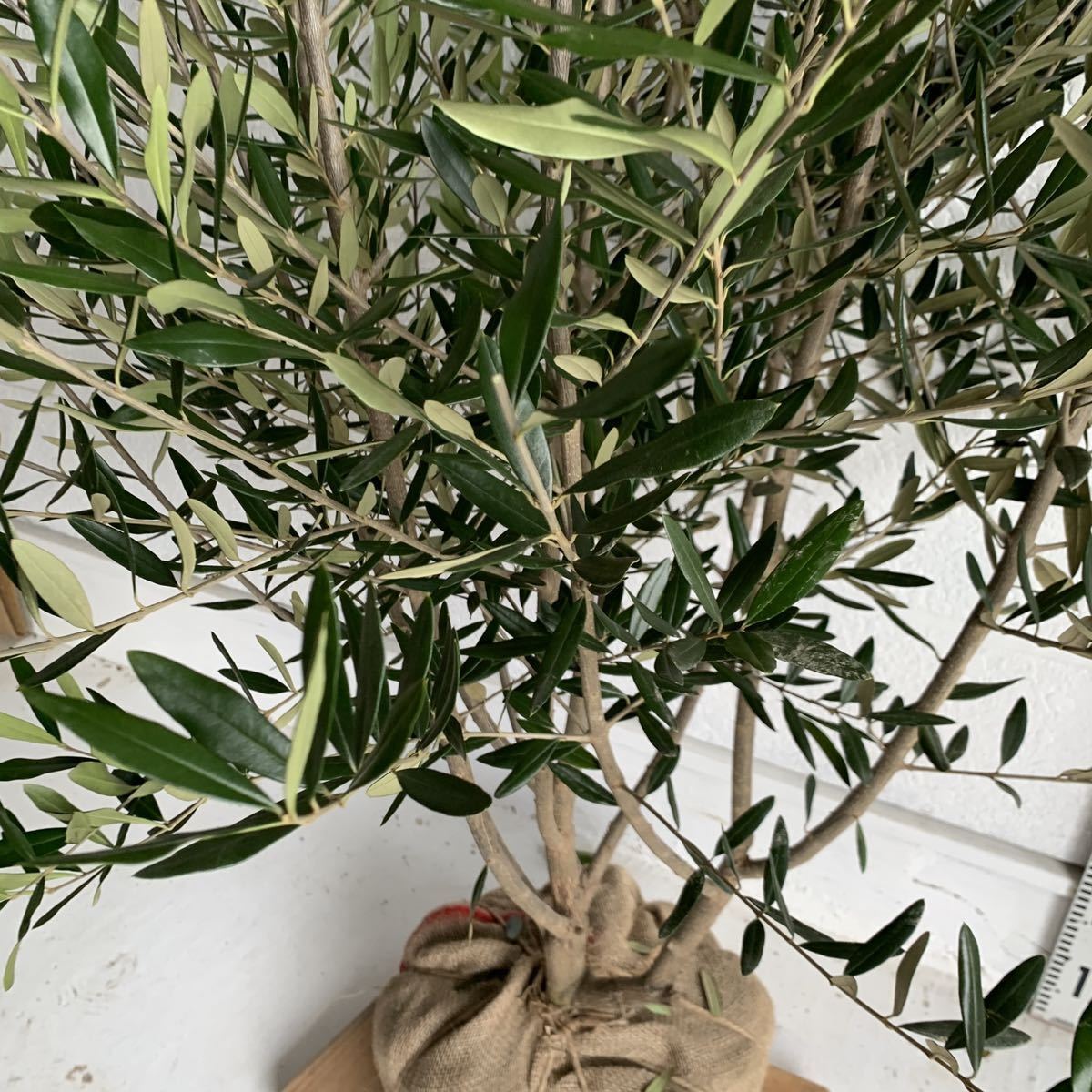  re-arrival olive .... approximately 160cm [ root volume symbol tree hutch -.] 048220