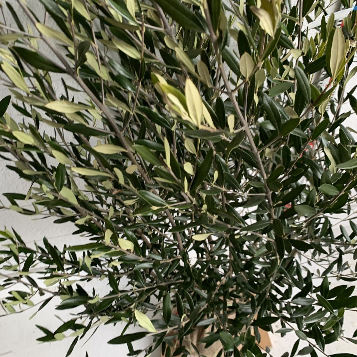  re-arrival olive .... approximately 160cm [ root volume symbol tree hutch -.] 048220