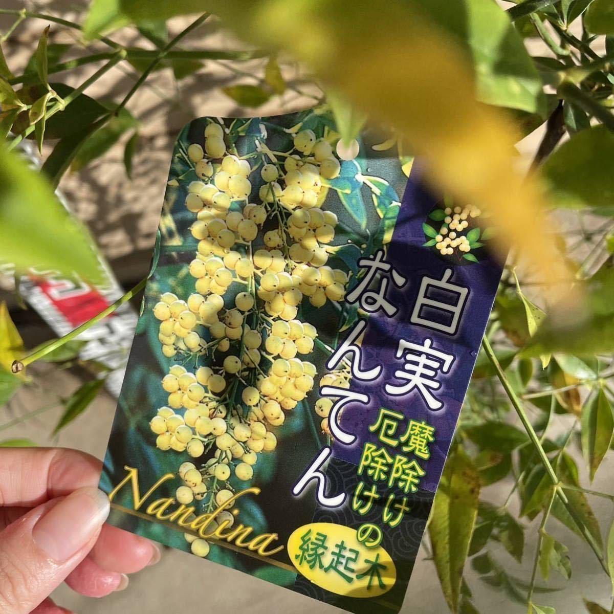 赤南天　白南天　２本セット（縁起物/紅白/植木/シンボルツリー/苗木/常用樹/庭木/白い実）218349_画像3