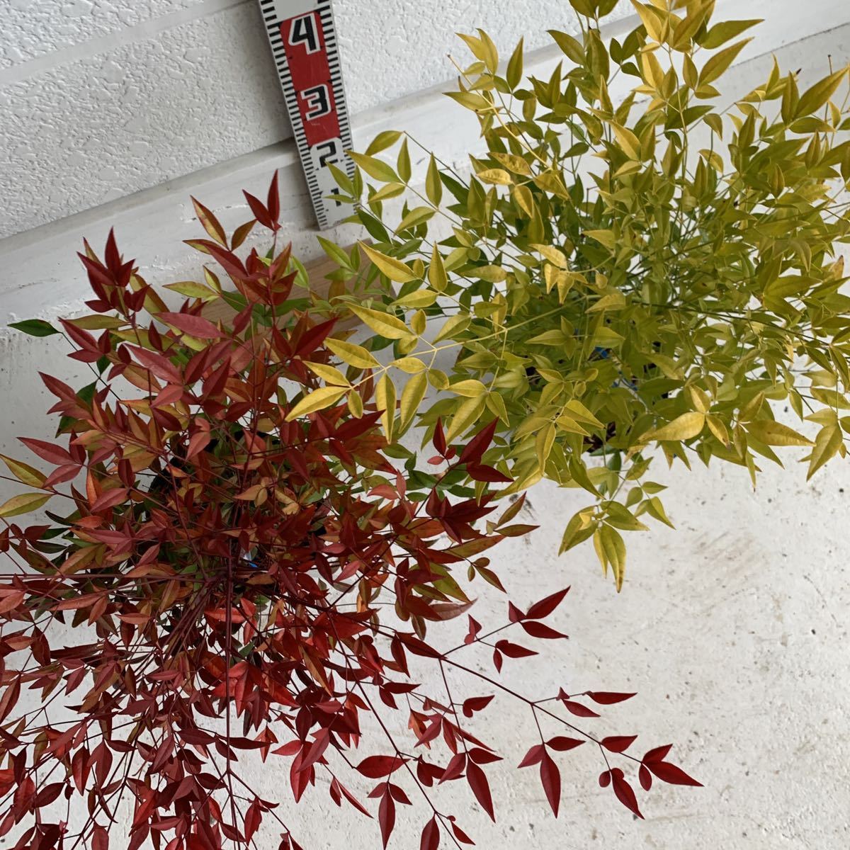 赤南天　白南天　２本セット（縁起物/紅白/植木/シンボルツリー/苗木/常用樹/庭木/白い実）218349_画像9