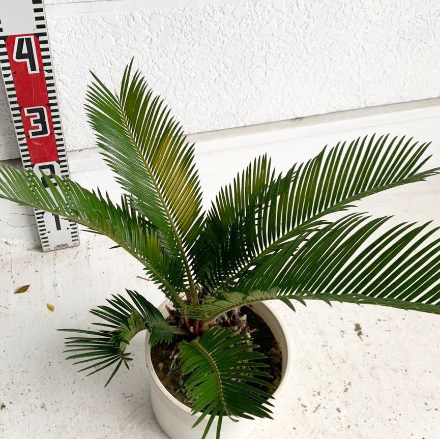  cycad approximately :30cm [sago palm/. iron /.../ cocos nucifera. tree / garden tree / celebration /. futoshi / Nankoku manner / Driger ten/ dracaena ]243075