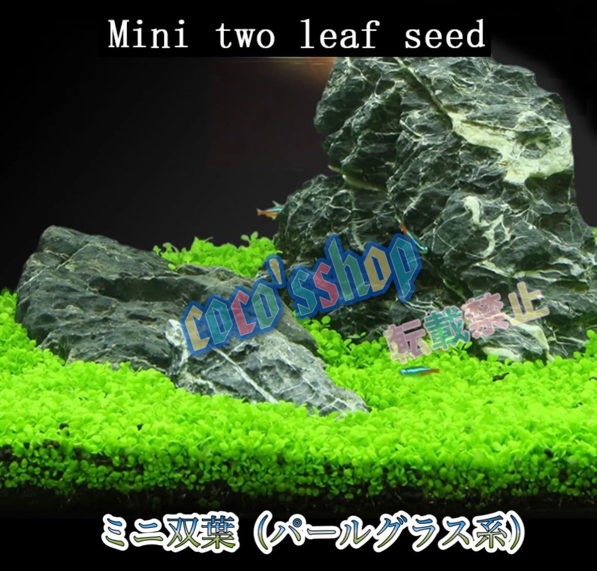 水草の種 選べる3種類 種から育てる水草 3袋セット パールグラス ヘアーグラスの画像3