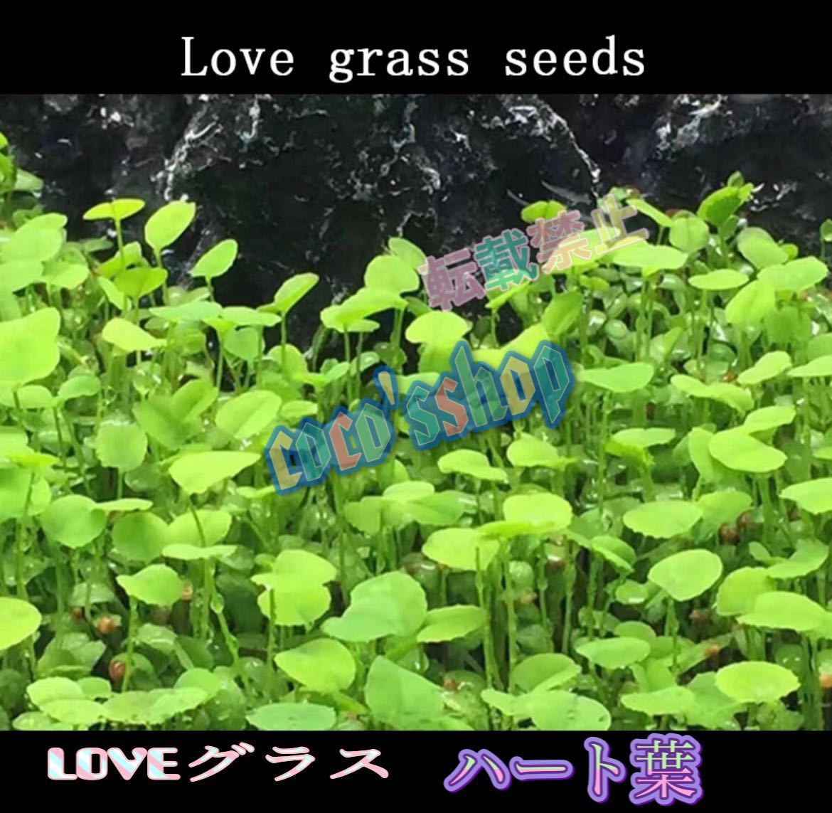 水草の種 選べる3種類 種から育てる水草 3袋セット パールグラス ヘアーグラスの画像4