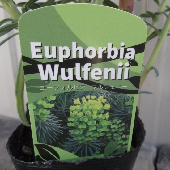 『ユーフォルビア・ウルフェニー＊Euphorbia Characias Wulfenii』3.5号　写真同等品_画像4