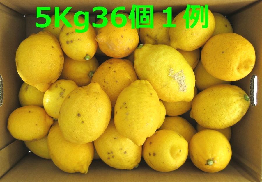 訳ありセール品 湯河原 国産レモン 約9kg 防腐剤不使用 ノーワックス 農家直送 指定地域送料無料 れもん 檸檬9_画像5