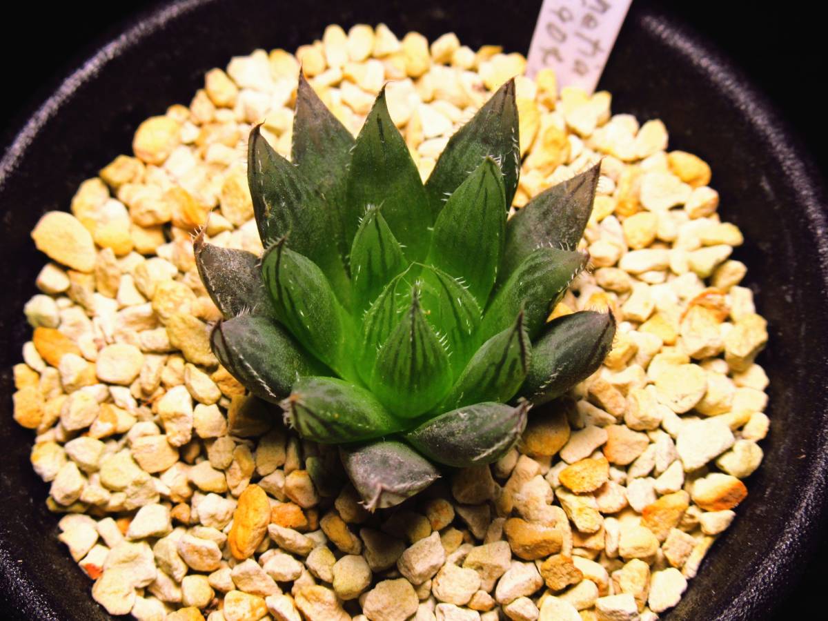 ハオルチア カルバ MBB6904　原種　Haworthia calva MBB6904 WilgerFontein★サボテン/多肉_画像2