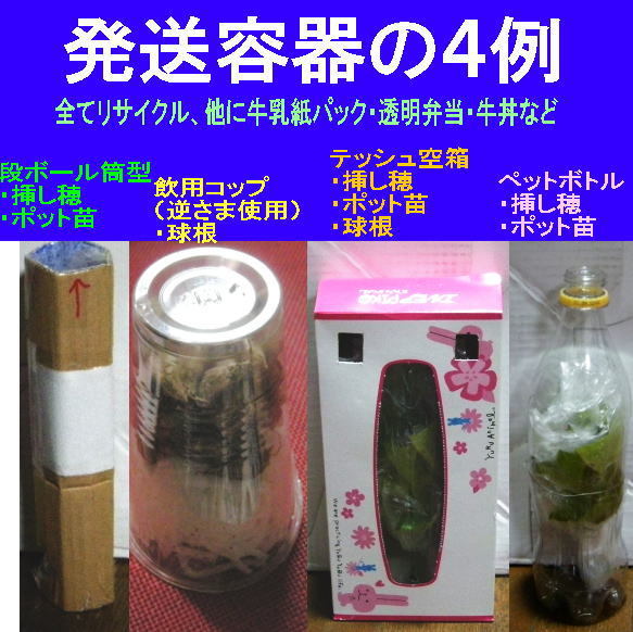 送料300円 ムサシノキスゲ 大苗 ポットごと発送 武蔵野黄菅 武蔵野 キスゲ 日光キスゲ ポット苗_画像10