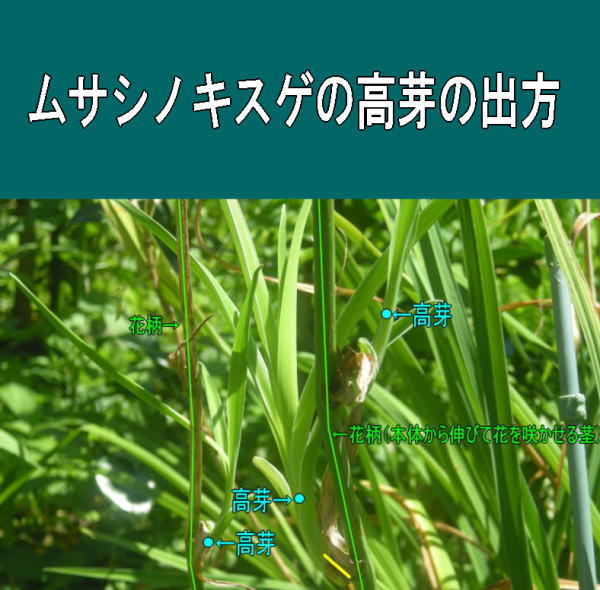 送料300円 ムサシノキスゲ 大苗 ポットごと発送 武蔵野黄菅 武蔵野 キスゲ 日光キスゲ ポット苗_画像8