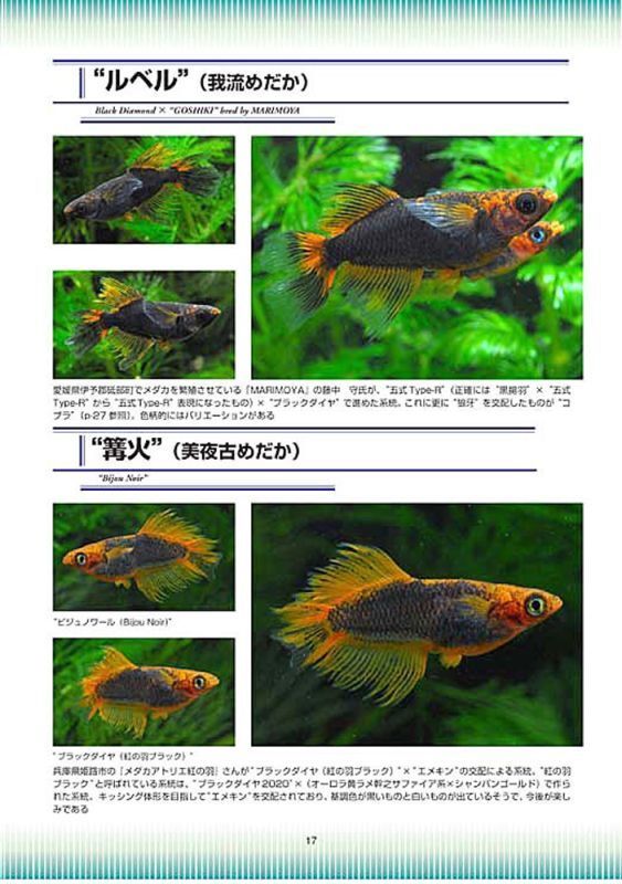 五式、紅薊、乙姫　ブラックリムを持つメダカ Medaka Pro File 別冊Vol.3 (2024年1月発売)_画像5