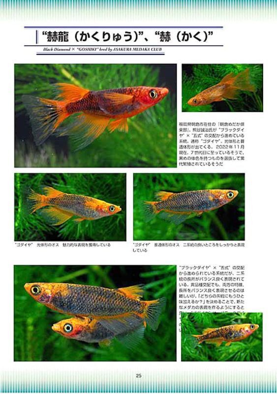 五式、紅薊、乙姫　ブラックリムを持つメダカ Medaka Pro File 別冊Vol.3 (2024年1月発売)_画像7