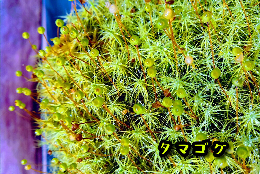 苔テラリウム初めての方へ　最適の苔１５種セット【飛騨苔の家】_画像5