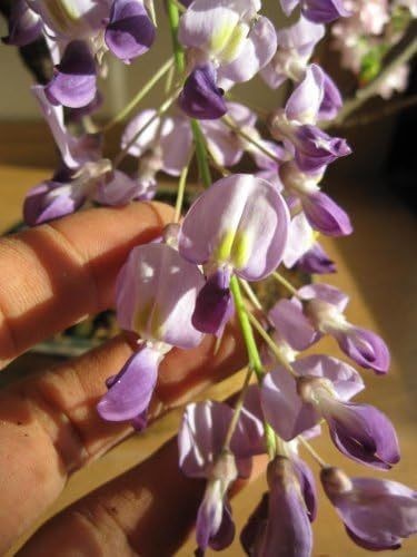 藤苗 ポット苗 開花は四月中頃 薄紫の藤の花と 香りが楽しめます フジ_画像3