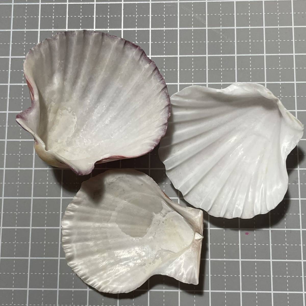 イタヤガイ科3種セット　イタヤガイ　貝殻　二枚貝　標本　骨格標本　かいがら　シェル　貝殻標本　shell 研究　標本箱_画像6