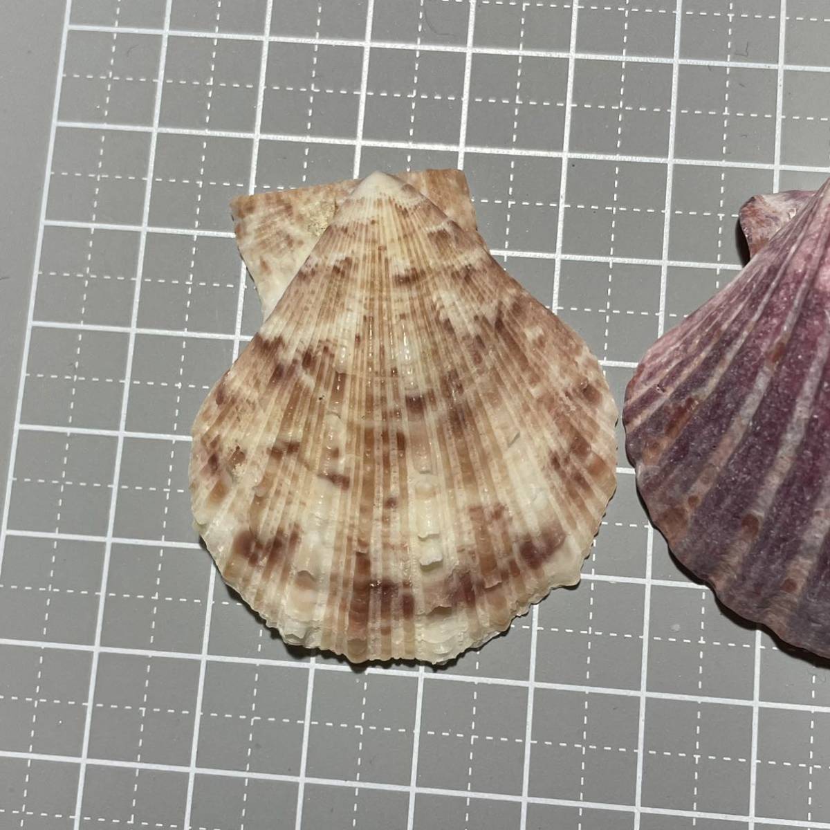 イタヤガイ科3種セット　イタヤガイ　貝殻　二枚貝　標本　骨格標本　かいがら　シェル　貝殻標本　shell 研究　標本箱_画像3