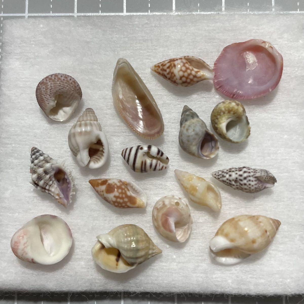 《 微小貝観察セット 》 微小貝　貝殻標本　シェル　巻貝　小さな貝殻　貝殻　標本　研究　標本箱_画像4
