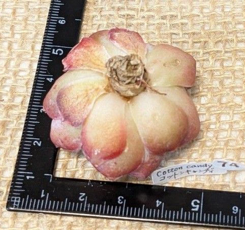 74 多肉植物 エケベリア　コットンキャンディー　韓国苗・龍仁