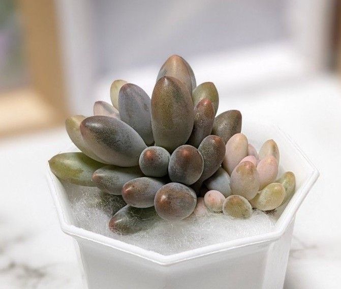 多肉植物 ベビーフィンガー錦 多頭株 韓国苗・龍南|Yahoo 多肉植物 ベビーフィンガー錦 多頭株 韓国苗・龍南|Yahoo