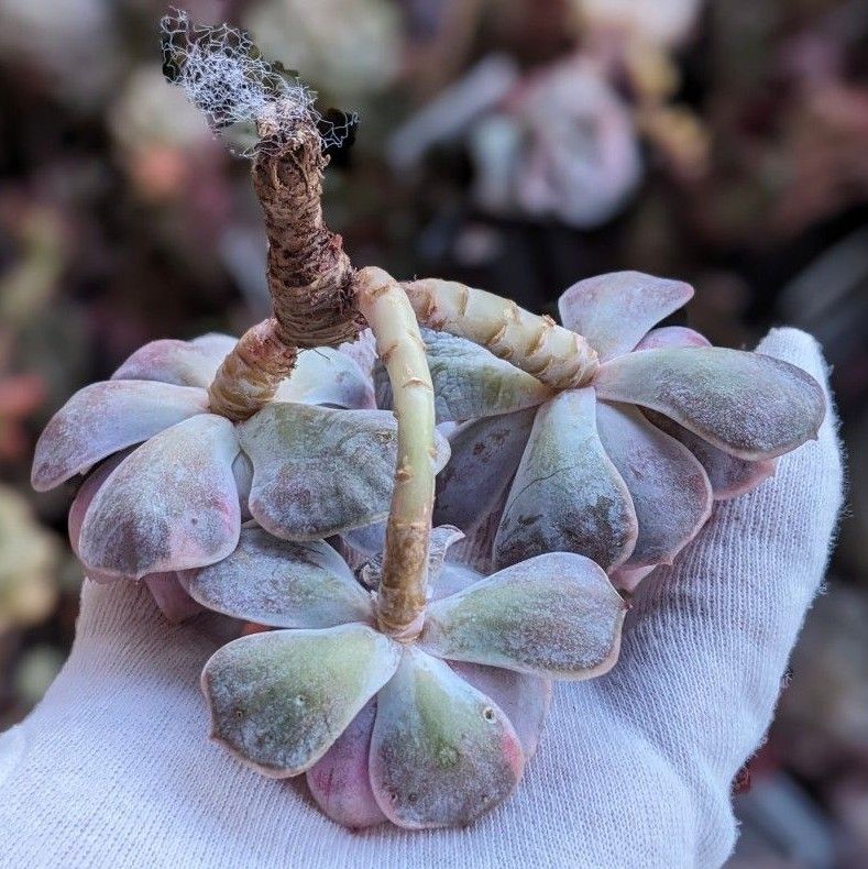 多肉植物 エケベリア ブルーサプライズ錦 韓国苗・龍南 3頭 多肉植物 エケベリア ブルーサプライズ錦 韓国苗・龍南 3頭