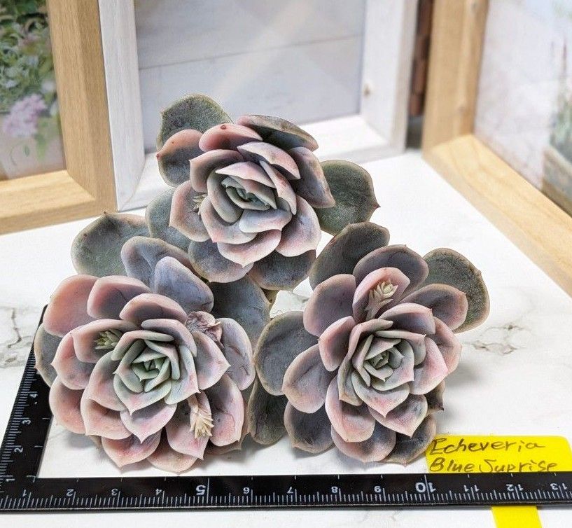 多肉植物 エケベリア ブルーサプライズ錦 韓国苗・龍南 3頭 多肉植物 エケベリア ブルーサプライズ錦 韓国苗・龍南 3頭