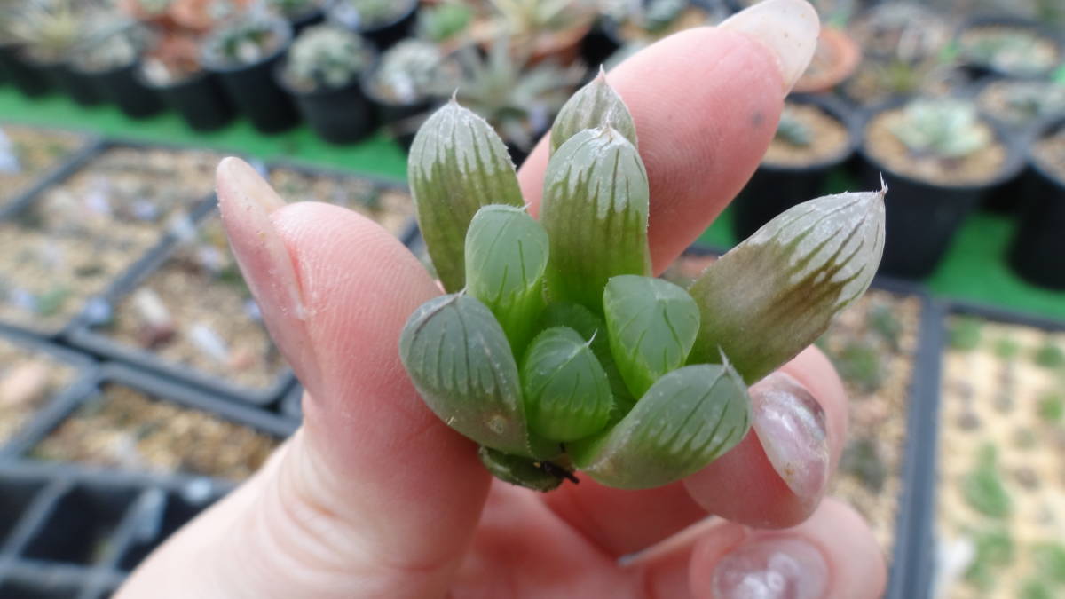 多肉植物　ハオルチア　SFM交配　ドドソン紫オブツーサｘオブツーサ錦　赤い鳥_画像2