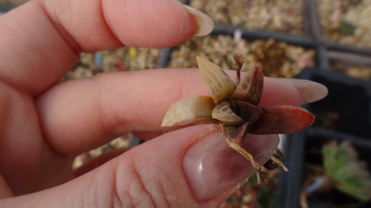 多肉植物　ハオルチア　花鏡錦_画像2